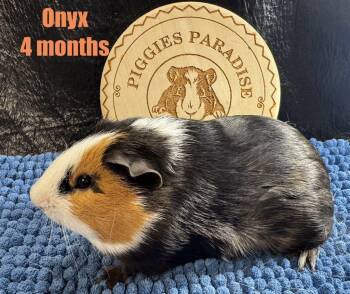 Rescue Short Haired Guinea Pigs for Adoption in Red Oak, Iowa - Onyx | PetCurious